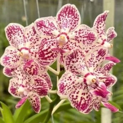Vanda Suwannaphum Starling — Motes Orchids